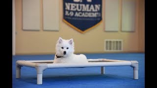 Norman (Miniature American Eskimo) Boot Camp Dog Training Demonstration