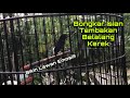 Murai Batu Bongkar Isian Belalang Kerek Jangkrik Bikin Lawan Emosi Dan Bunyi Gacor Mgc Mp3 - Mp4 Download