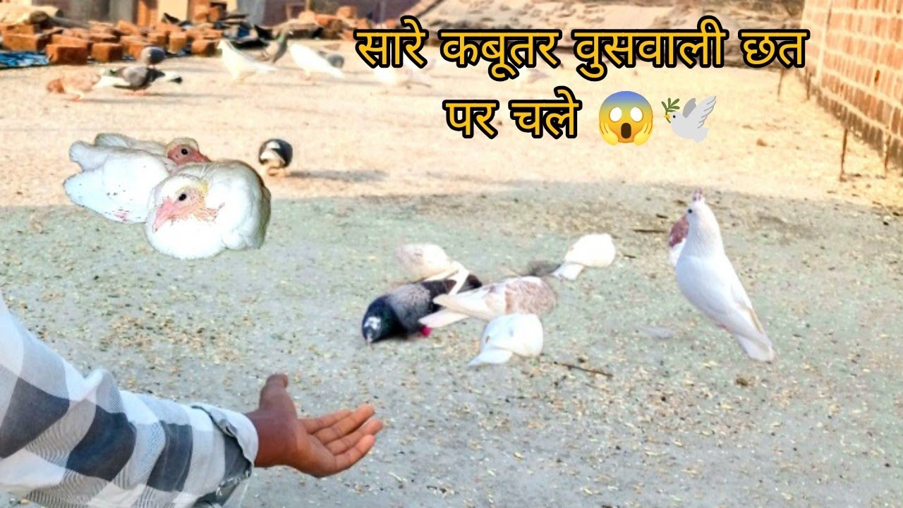 Sare kabutar use wali chhat per chale Gaye 😱 सारे कबूतर उसे वाली छत पर चलेगए 😱🕊️