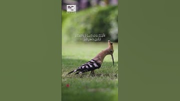 الآيات 20-21 من سورة النمل بصوت الشيخ بلال دربالي