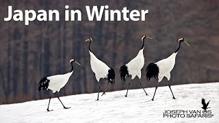 Japans Winter Wildlife