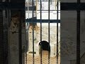 الاسود في حديقه الحيوان صنعاء