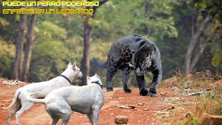 LEOPARDO vs DOGO Argentino ¿REALIDAD O MITO? (LEOPARD Skilled Night Hunter vs DOGS)