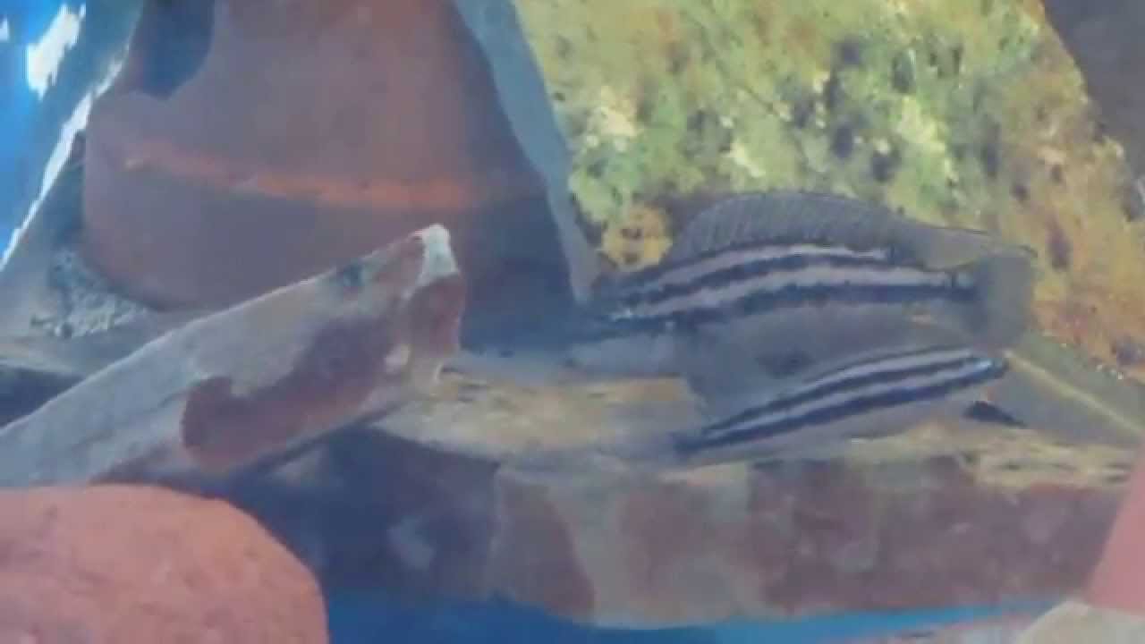 Julidochromis dickfeldi 'Livua'