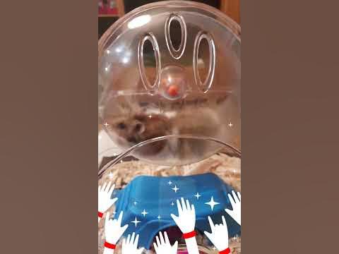 Смешни клипчета с хамстери - YouTube