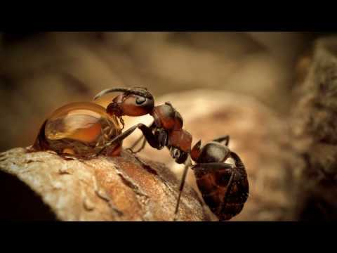 ვიდეო: ჭიანჭველები საიტზე: სარგებელი და ზიანი?