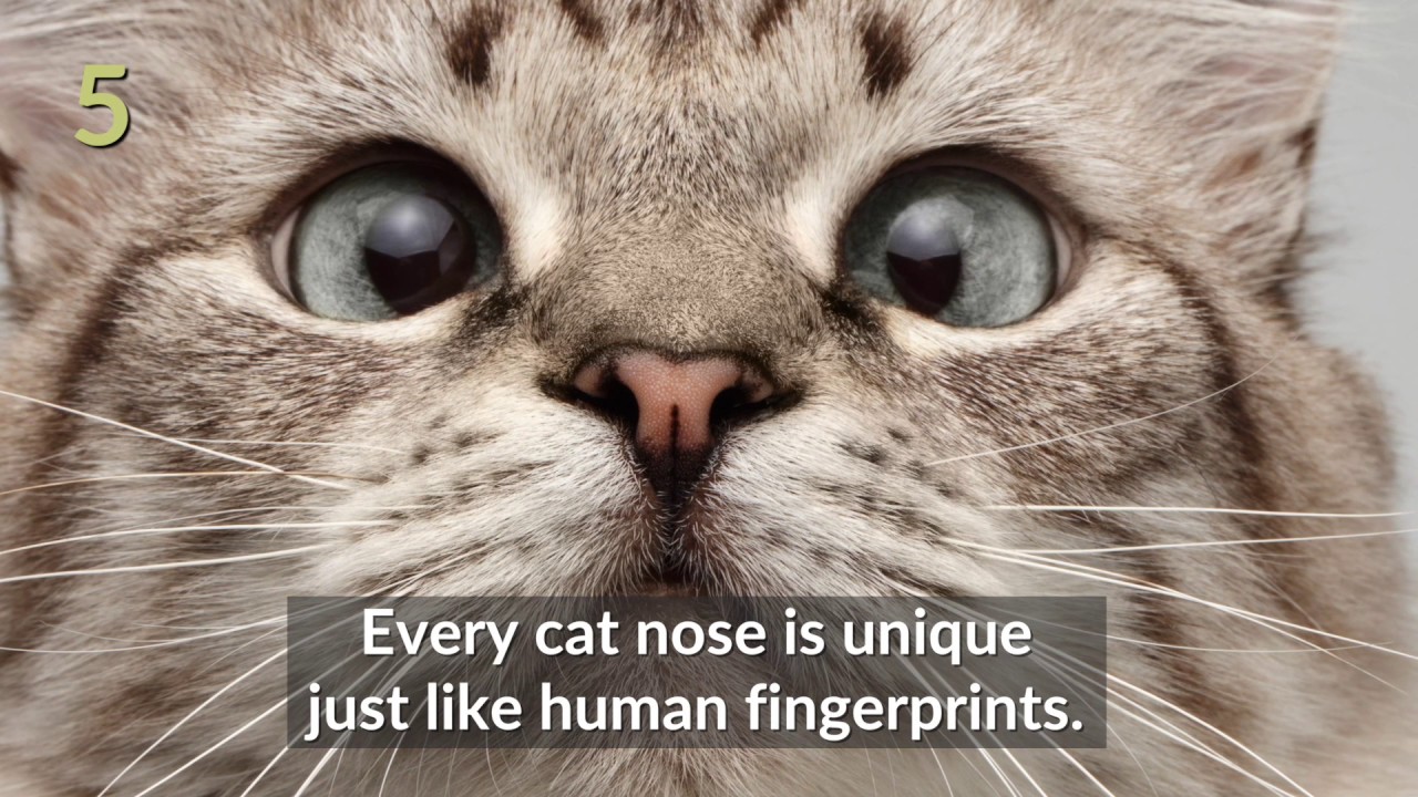 fascinating facts about cats