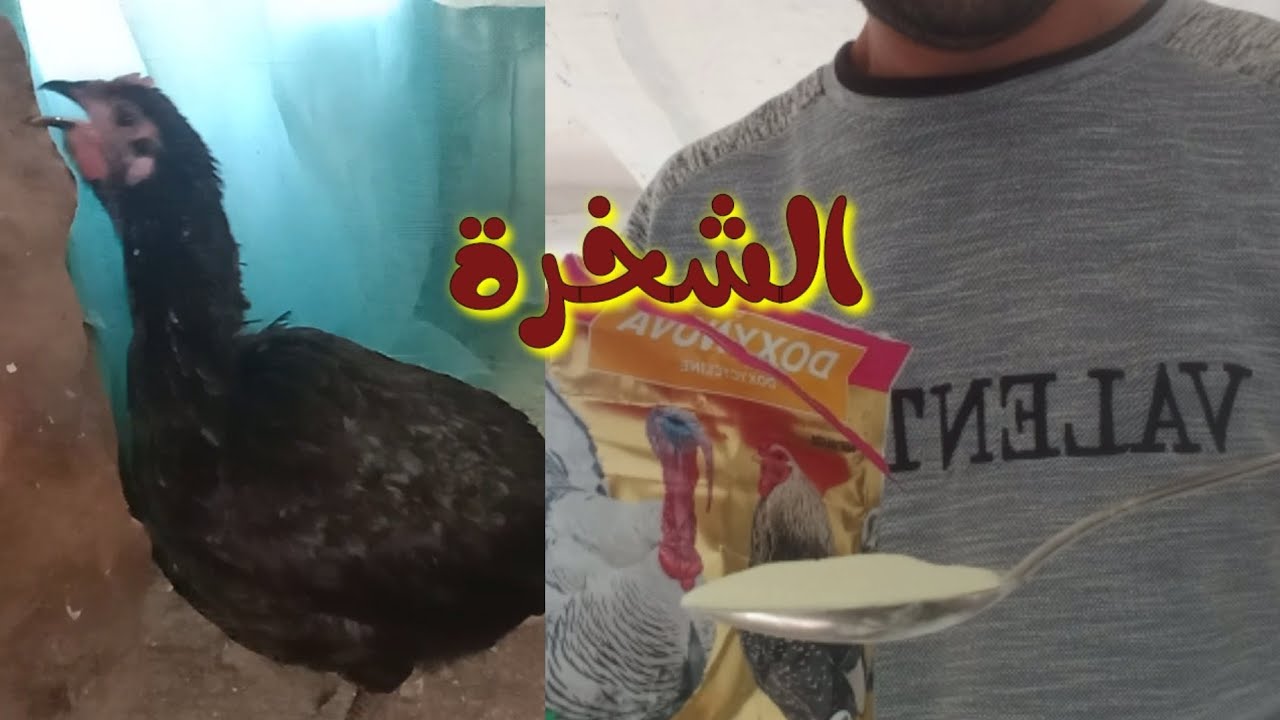 علاج مرض الشخرة عند الدجاج
