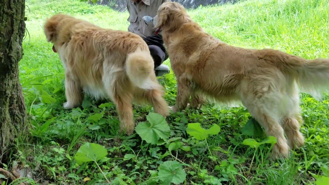 癒し動画 うさぎ Golden retriever takes a break under the persimmon tree with grandfather