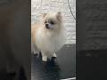 #pomeranian #dog #grooming #explore #puppy