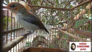 suara burung kemade cabe cabean muda gacor ngeriwik kasar cocok untuk pancingan burung malas bunyi