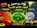 پلاسٹڈز کی حیرت انگیز دنیا | ایسا بائیولوجی لیکچر پہلے نہیں دیکھا ہوگا