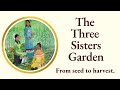 The Three Sisters Garden - Does It Work In Northern Climates?