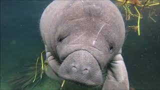 Manatee Shalane's little calf feeds on vegetation