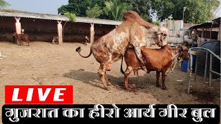 READY  FOR SALE| MILKING &amp; PREGNENET | GIR GOU DHAN | 9913191340 | FARMING LEADER | ARYAMAN GIR GOU