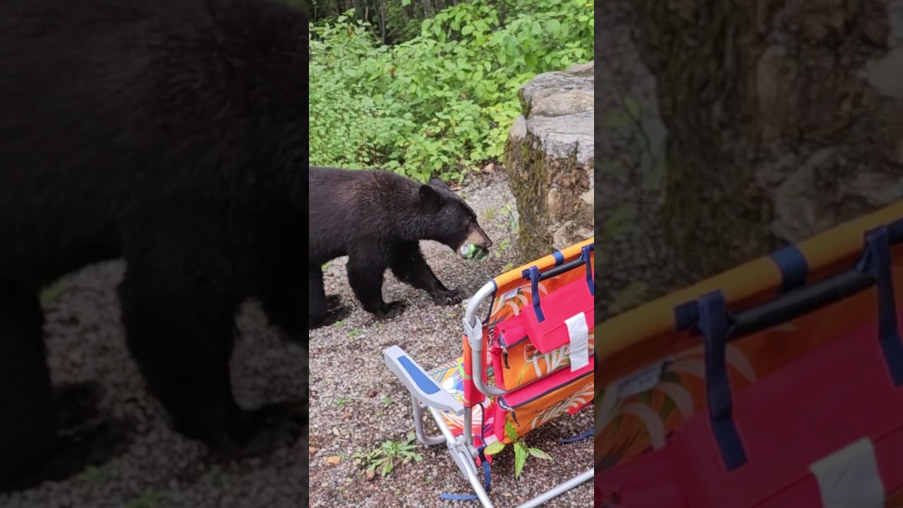 Bear intrusion in Glacier NP 