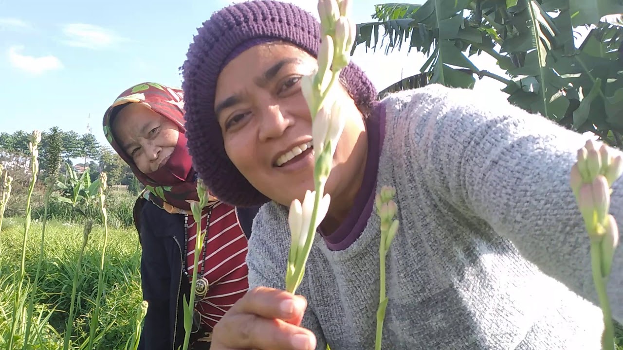 Kebun bunga  sedap  malam  YouTube