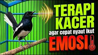 TERAPI KACER! Cukup Diputar 5 Menit Agar Cepat Nyaut & Ikut Emosi Seketika