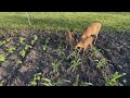 BAD NEWS!!! Deers are eating my plants ☹️☹️