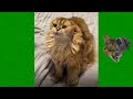 Funny Cats and Dogs Videos 😹 - Funniest Animal Videos 2023 😻 #22