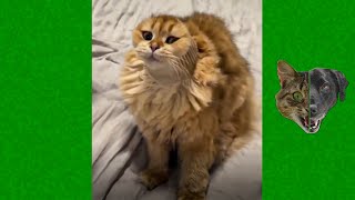 Funny Cats and Dogs Videos 😹 - Funniest Animal Videos 2023 😻 #22