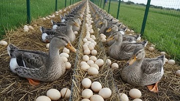 How to raise ducks for eggs and meat for business - Mastering free-range duck farming