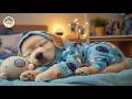12 Hours of Dog Healing Music 🐾 Calming Music for Dogs ✨ Comforting Vibes for Lonely Pet Relief