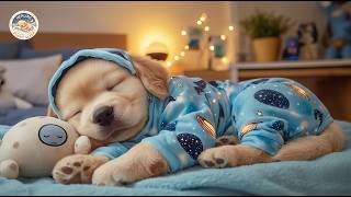 12 Hours of Dog Healing Music 🐾 Calming Music for Dogs ✨ Comforting Vibes for Lonely Pet Relief