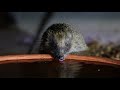 Slow mo drinking