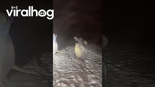 Funny 40 Year Olds in Rat Costumes ...