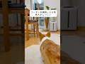 妹犬がしつこい【コーギー多頭飼いの日常】 #コーギー多頭飼い #コーギー #corgi #ペット