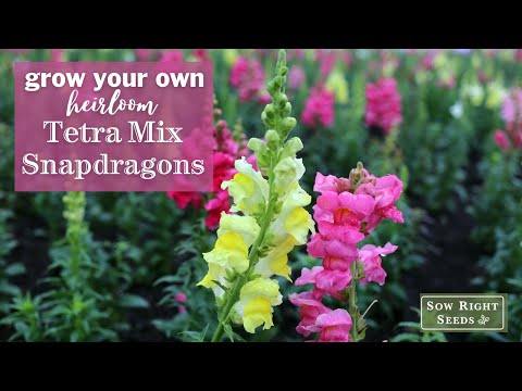 Sow Right Seeds | Tetra Mix Snapdragon