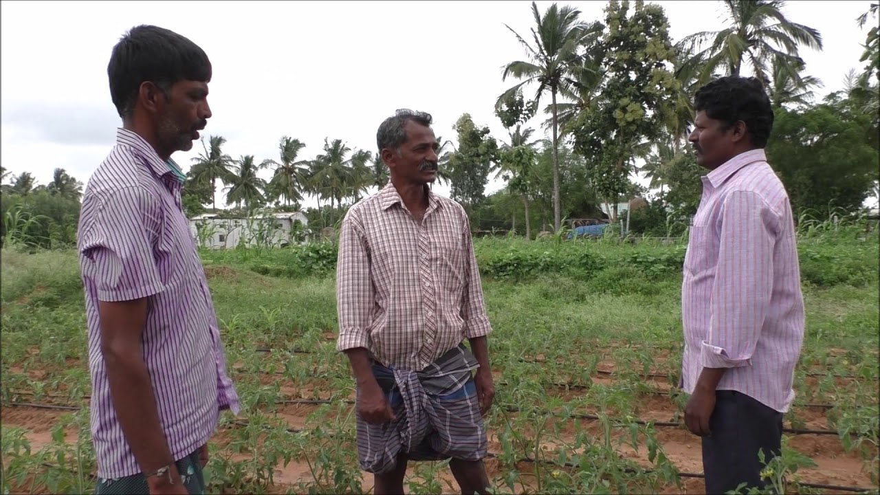 Natural Farming Method of Tomato Cultivation 