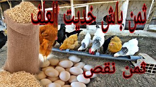تربية دجاج ثمن باش خديت العلف حصيلة ممتازه من البيض عند دجاج البراهما سلالات كبرو تبارك الله