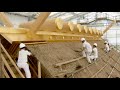伊勢神宮の川口萱地（完全版）/ The Kaya Fields of Ise Jingu Full version