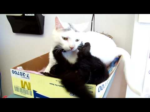 ceiling-cat-vs.-basement-cat