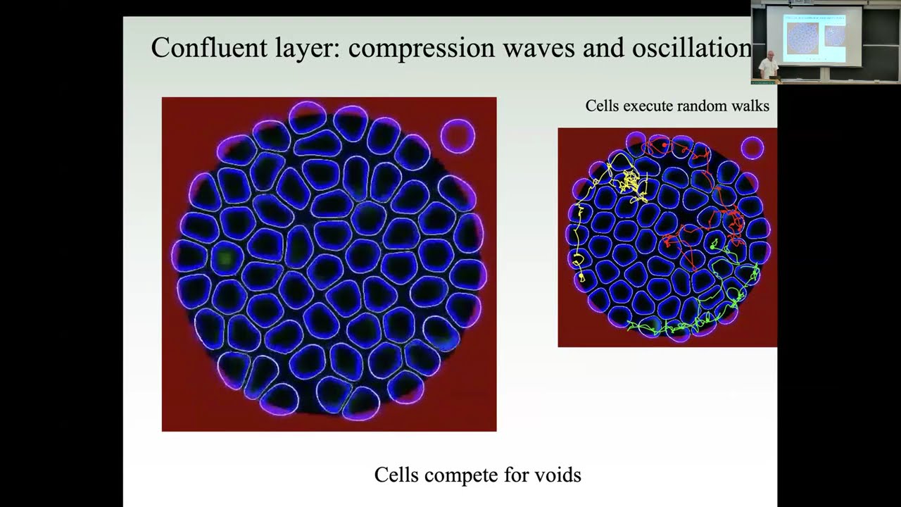 Phase-field theory of cell motility: from individual motion to