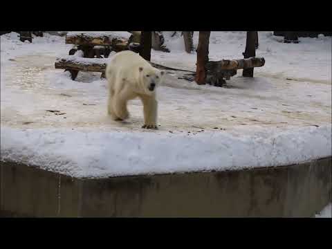 Белка и Стрелка 24.03.2026