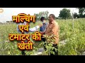 मल्चिंग के फायदे एवं टमाटर की खेती।। Mulching Benefits and Tomato Farming।। Tomato Farming।।Mulching