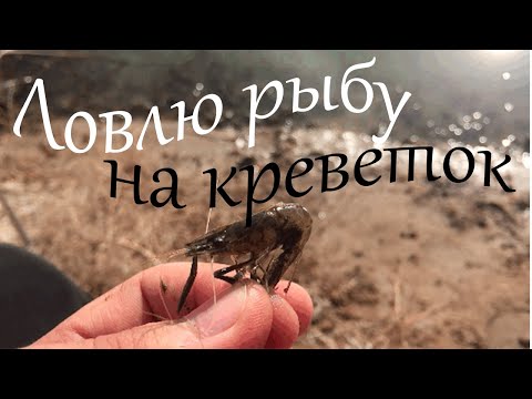 Какая рыба клюёт на креветок? И можно ли вообще поймать рыбу?