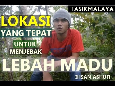 Video: Membiakkan Pokok Laurel Gunung – Ketahui Cara Membiak Laurel Gunung