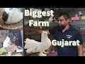 Biggest fancy pigeons farm in gujarat india  kabutar hi kabootar