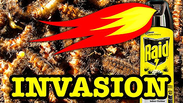 10000 Stinging Caterpillars Vs 1000 Degree Flames Extreme Pest Control
