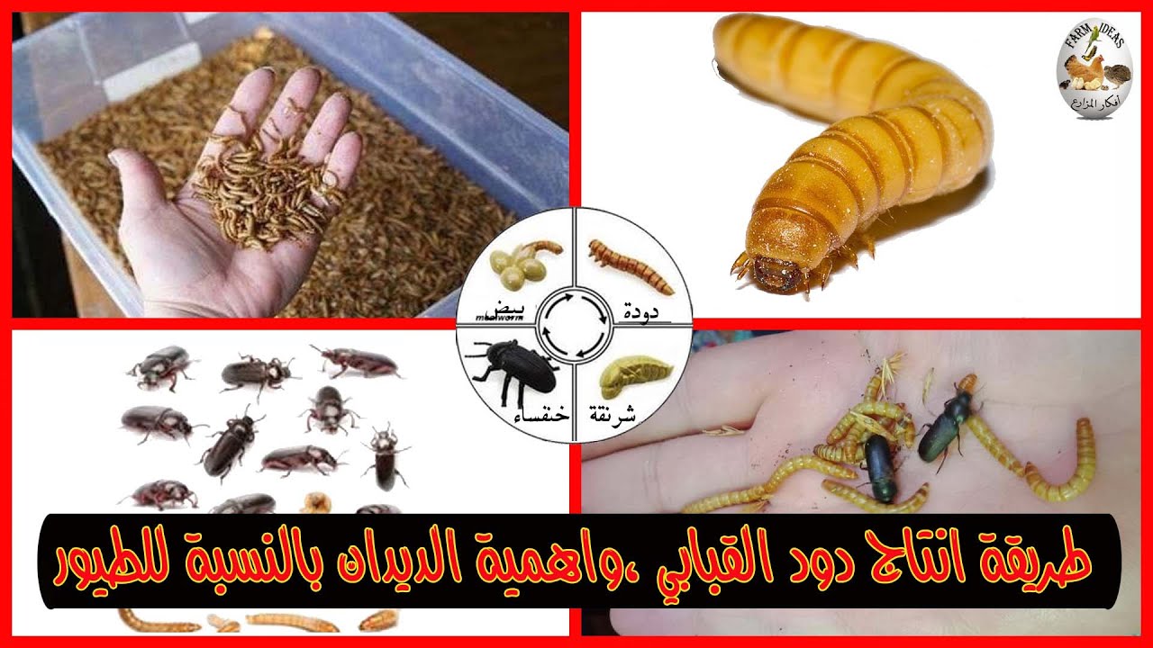طريقة انتاج دود القبابي ،واهمية الديدان بالنسبة للطيور - YouTube