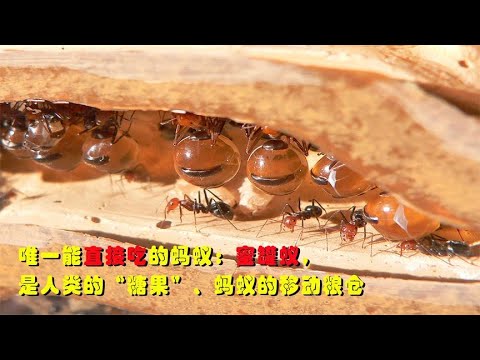 能直接吃的蚂蚁：蜜罐蚁，被人类当作糖果吃，是蚁群的移动粮仓！Ants that can be eaten directly: Honeypot ants！