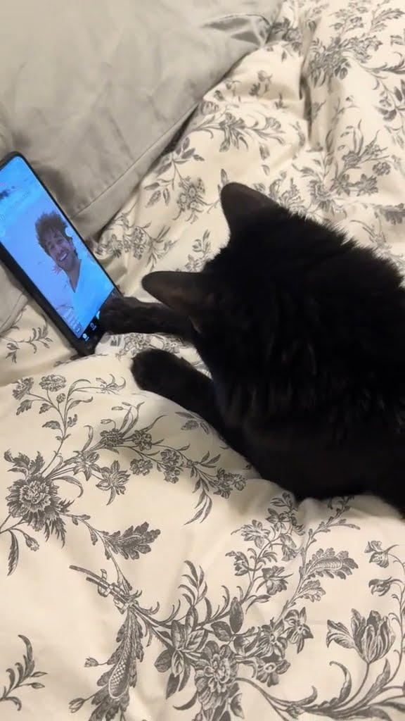 Funny  chat  noire