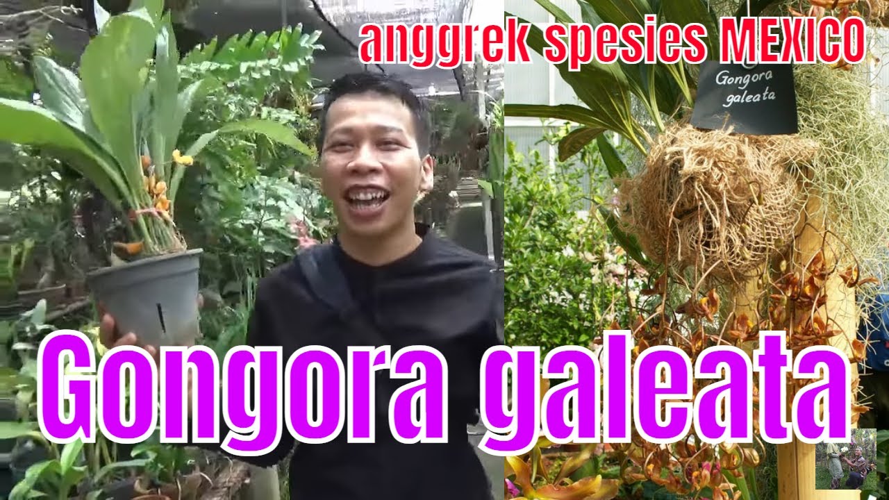 Anggrek Gongora galeata spesies epifit Meksiko