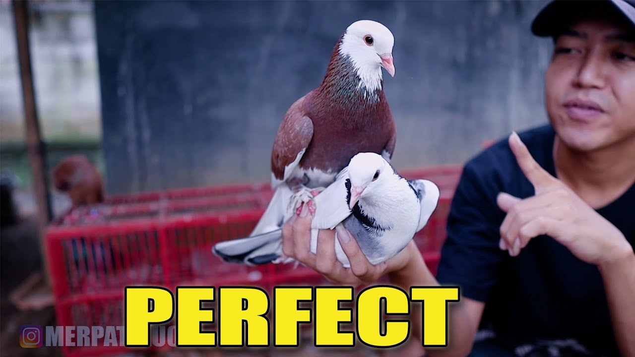 BLEWUK PLONTANG KAJI FULL JAMBRONG GIRKET