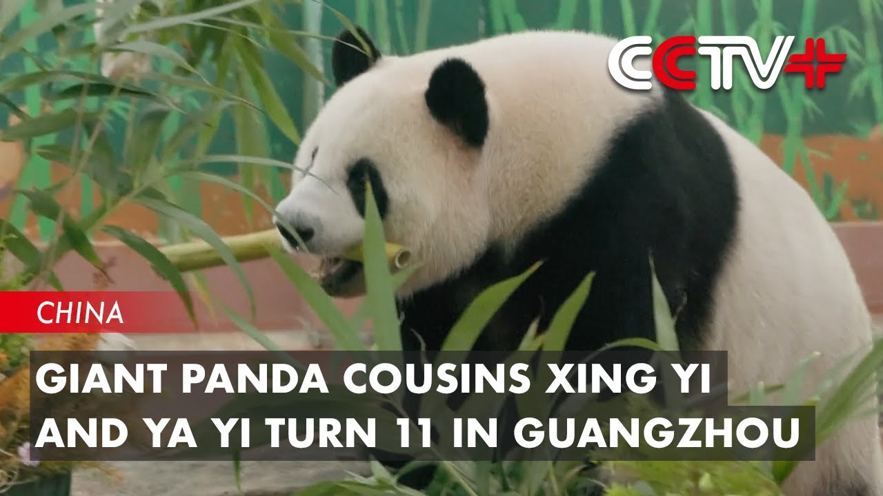 Giant Panda Cousins Xing Yi and Ya Yi Turn 11 in Guangzhou - YouTube