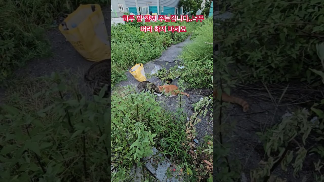 우리 길냥이들 #복순이 #까망이 #퇴근 #부산강서구